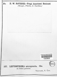 Leptostroma micropunctum image